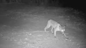 The recovery goal is to achieve viability of the florida panther to a point where it can be reclassified from endangered to threatened, and then removed from the federal list of endangered and threatened species. Florida S Panthers Hit With Mysterious Crippling Disorder The New York Times