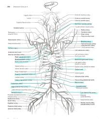 Anatomyforme Diagrams Of Feline Arterial And Venous Systems Vet Tech School Vet Medicine Veterinarians Medicine