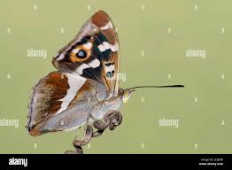 Image result for Apatura iris