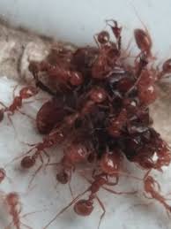 Ard management 6 months ago. Semut Merah Steemit