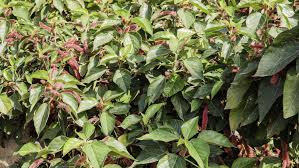 Image result for Acalypha fimbriata