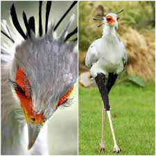 Check spelling or type a new query. Me Feelin Good Today Them 21 Reasons Why The Secretary Bird Is Cooler Than You Starting With Its Eyelashes Muacirclejerk