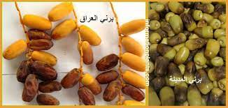 تمر البرني قسم التمور مع الصور قسم التمور انواع الاسماك مع الصور معلوماتية نبات حيوان اسماك فوائد food vegetables beans