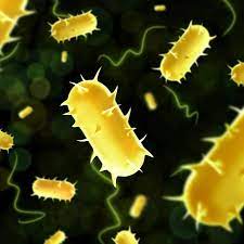 Penyakit kuning disebabkan oleh meningkatnya kadar pigmen bilirubin dalam darah dan dengan demikian mempengaruhi mata, kulit, dll. Hati Hati Penyakit Kuning Bisa Terjadi Pada Orang Dewasa Inilah 10 Gejala Yang Sering Kita Abaikan Lingkar Madiun