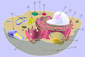 The number of cells in plants and animals varies from species to species; 2 Schematic Of Typical Animal Cell Showing Subcellular Components Download Scientific Diagram