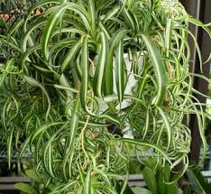 Image result for Chlorophytum filipendulum