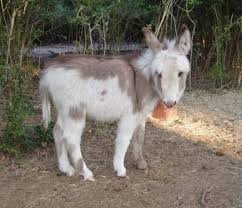 Check spelling or type a new query. Miniature Donkeys Are Native To The Mediterranean Islands Of Sicily Sardinia The Miniature Mediterranean Donke Pet Donkey Miniature Donkey Animals Beautiful