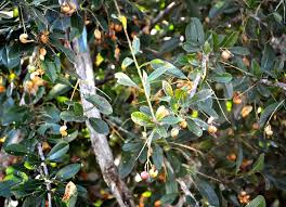 Image result for Bonamia mossambicensis