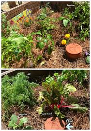 Planting Ollas In My Garden Grace Grits And Gardening Plants Garden Garden Plots