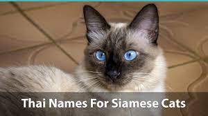 Also seen in some ragdoll litters where colours are mixed as in the profile cat image of this facebook page. Top 120 Siamese Cat Names