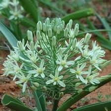 Image result for Ornithogalum seineri