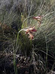 Image result for Gladiolus magnificus