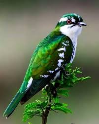 Birds For Cats To Watch 4k Birds Fabric Birds Running Birds 4k Hdr Birds Of Prey Movie Casting Bi Beautiful Birds Bird Pictures Pretty Birds