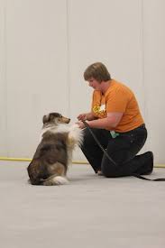 Concerned with or fond of dogs. Tricks