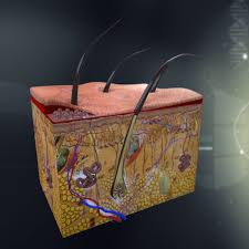Human Skin Anatomy Human Model Anatomy Skin Skin Anatomy Integumentary System Integumentary System Project