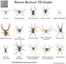 3,769 likes · 16 talking about this. Ems Solutions International By Drramonreyesmd Marca Registrada Arana Reclusa Parda Loxosceles Reclusa Arana De Rincon Arana De Los Rincones O Arana Violinista Loxosceles Laeta Ezima Esfingomielinasa D Mexico Tiene Antiveneno Reclusmyn