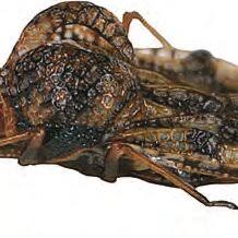 Image result for Hermannia micropetala