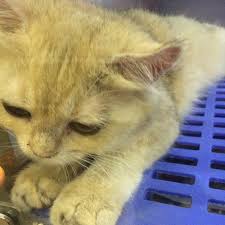 A woman in malaysia have recently uploaded a few videos about a pet shop name imadi pet and have since went viral after it. Photos At Imadi Pet Now Closed Pet Store In Shah Alam