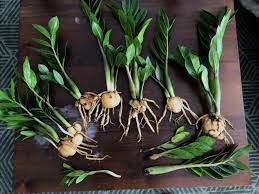 We did not find results for: My Zz Plant Got Root Rot Help Houseplants