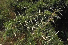 Image result for Acacia karroo