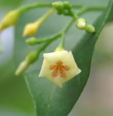 Image result for Tabernanthe