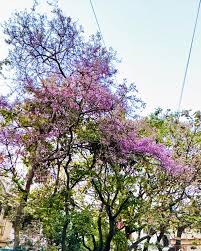 Image result for Millettia