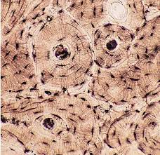 Pin On Human Biology