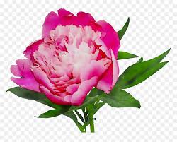 Photo about close up of beautiful pink peony flower in full bloom. Pink Cut Shopping Peony Online White Flowers Clipart Pink Peonies Transparent Background Hd Png Download Vhv