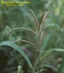 Image result for Paspalum