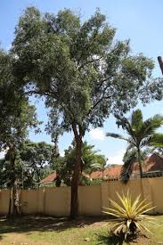 Image result for Sapium