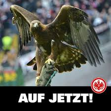 Giphy is how you search, share, discover, and create gifs. Attila Adler Der Frankfurter Eintracht Eintracht Frankfurt Eintracht Adler Eintracht