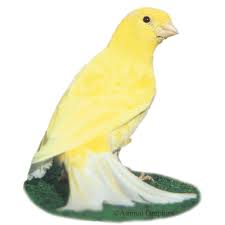 Lovebirds thrive in pairs or even groups, but you'll need a larger cage for more than one. Canary For Sale Live Pet Birds Petsmart