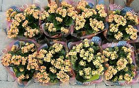 Image result for Kalanchoe hametiorum