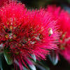 It allows a person to look for plants nearby and gain some information regarding them. 1