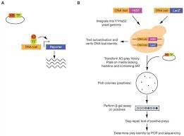 Yeast One Hybrid Y1h Service Creative Biolabs