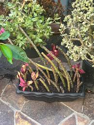 Image result for Synadenium angolense