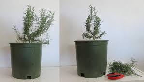Image result for rosemary pruning