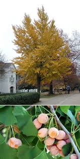 Ginkgo biloba, commonly known as ginkgo or gingko (both pronounced /ˈɡɪŋkoʊ/), also known as the maidenhair tree, is the only living species in the division ginkgophyta, all others being extinct. Ginkgo