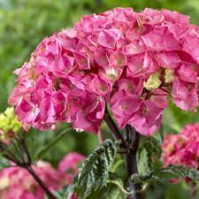 Maybe you would like to learn more about one of these? Buy Hydrangea Black Steel Zambia J Parker Dutch Bulbs