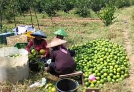 Penjualan buah jeruk lemon setiap bulan tidak stabil disebabkan oleh faktor yang menghambat perumbuhan yang mengganggu pertumbuhan produksi buah lemon sehingga terjadi penurunan dan kenaikan jumlah yang dipanen dan berdampak pada penjualan buah jeruk lemon setiap bulannya. Kementerian Pertanian Manis Dan Segarnya Budidaya Jeruk Lemon