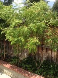 Murraya koenigii is a highly. Pin On My Backyard Fantasy