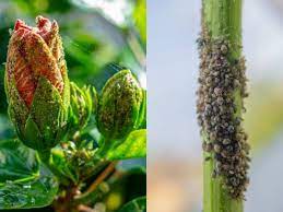 Check spelling or type a new query. How To Get Rid Of Aphids On Hibiscus For Good Gardenine