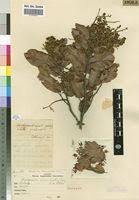 Image result for Marquesia