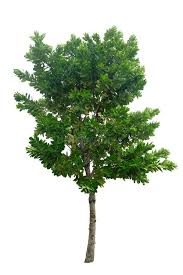 Image result for Calophyllum inophyllum