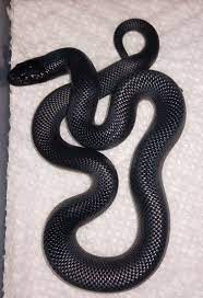 Mexican Black Kingsnake Western Black Kingsnake Pretty Snakes Mexican Black Kingsnake Pet Snake