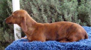 Will be 8 weeks old 6/11/21 and will come with shots and health certificates and micro chips. Akc Mini Dachshund Puppies For Sale In Fresno California Classified Americanlisted Com