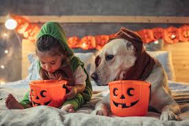 Name your kitten after the precocious orange tabby that starred in the 1986 movie, the adventures of milo and otis ($13, amazon). Matching Halloween Costumes For Kids And Dogs 2020