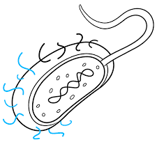 Check spelling or type a new query. How To Draw Bacteria Really Easy Drawing Tutorial