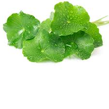 Image result for Centella asiatica
