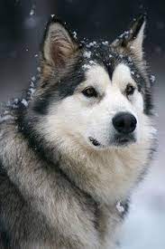  Alaskan Malamute Malamut Alaska Anjing Husky Ras Anjing